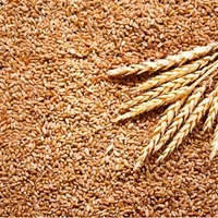Wheat